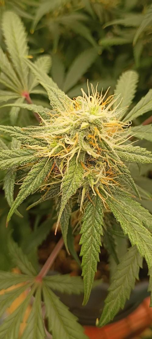 Hunch punch auto. Week 1