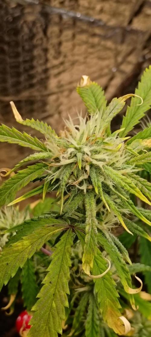 Gorilla glue. Week 8