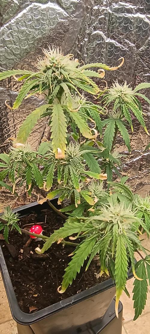 Gorilla glue. Week 8