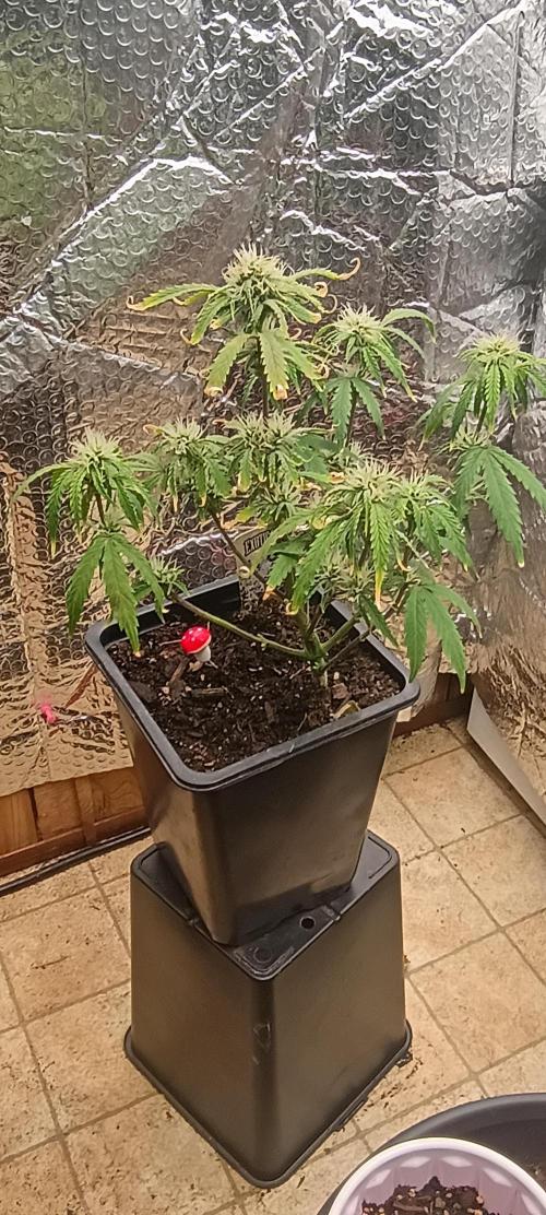 Gorilla glue. Week 8