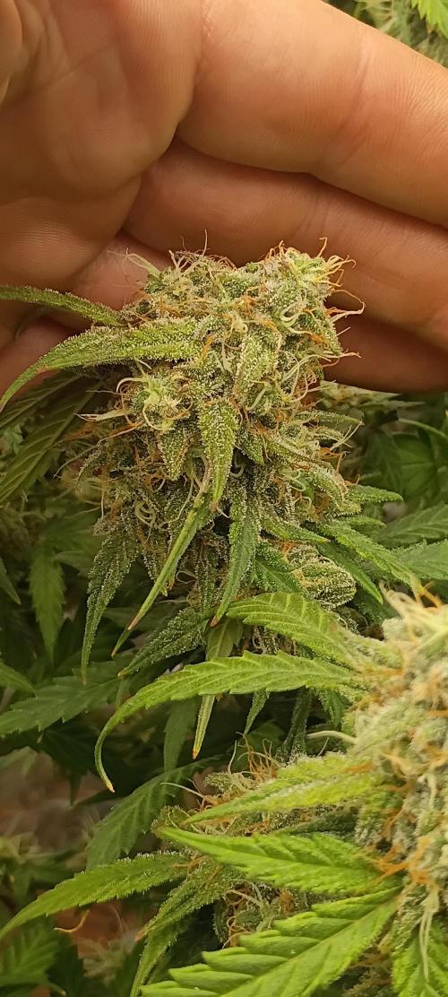 Hunch punch auto. Week 2