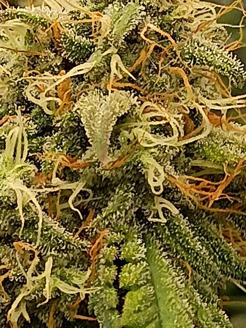 Hunch punch auto. Week 2