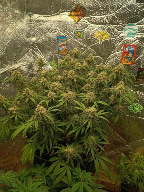 Hunch punch auto. Week 2 - starting to fade a lil veey pretty and easy to maintain 