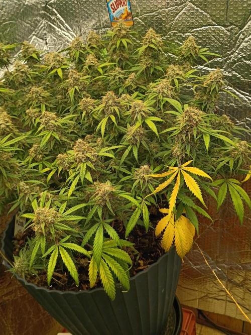 Hunch punch auto. Week 8