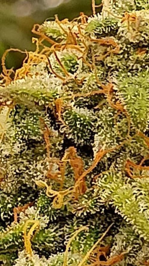 Hunch punch auto. Week 8