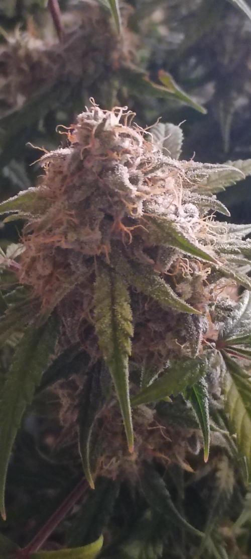 Hunch punch auto. Week 8
