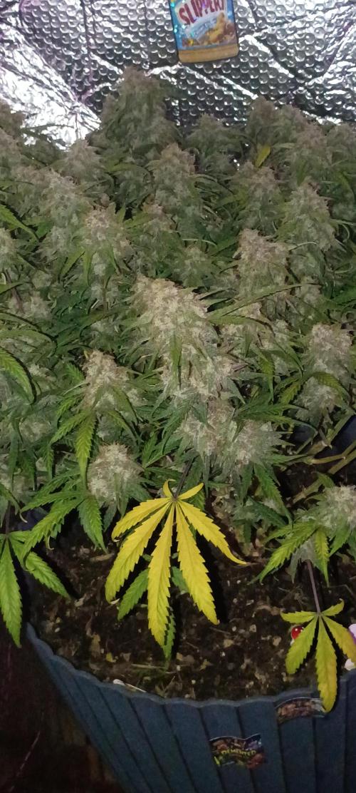 Hunch punch auto. Week 8
