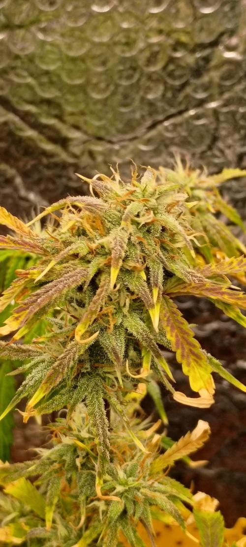 Gorilla glue. Week 9