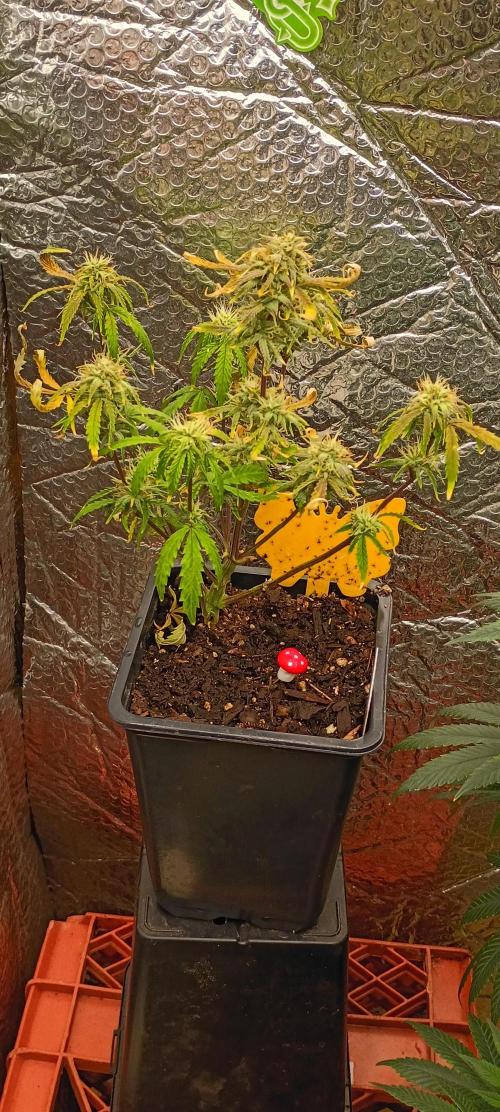 Gorilla glue. Week 9