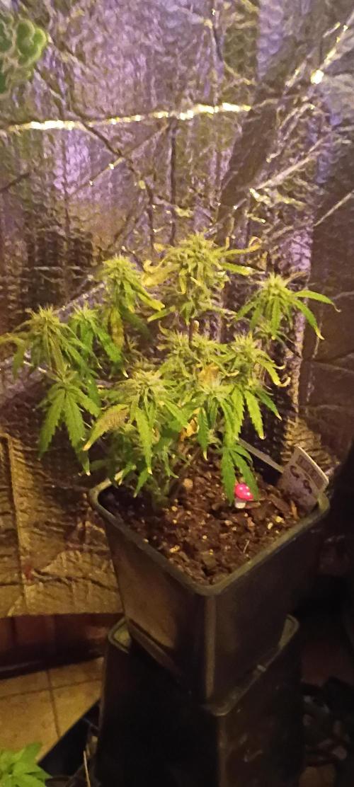 Gorilla glue. Week 9