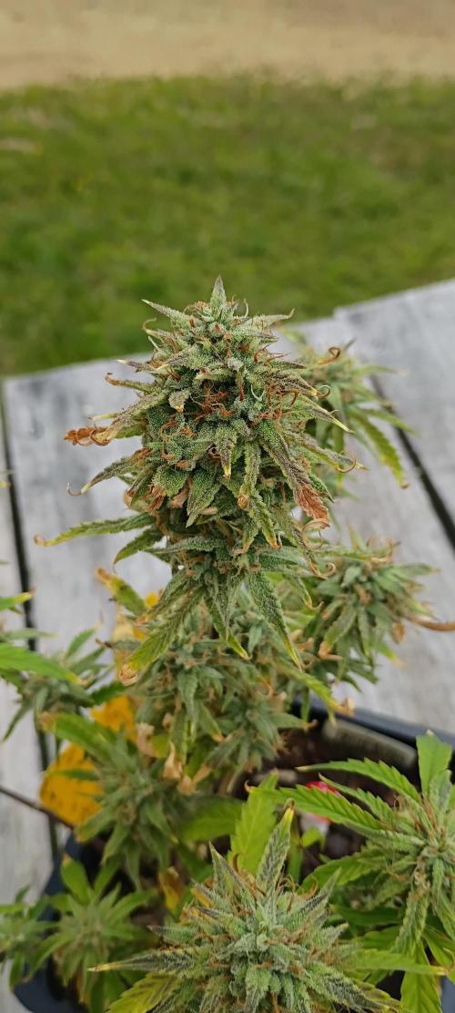 Gorilla glue. Week 10