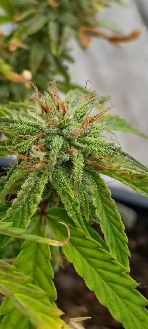 Gorilla glue. Week 10