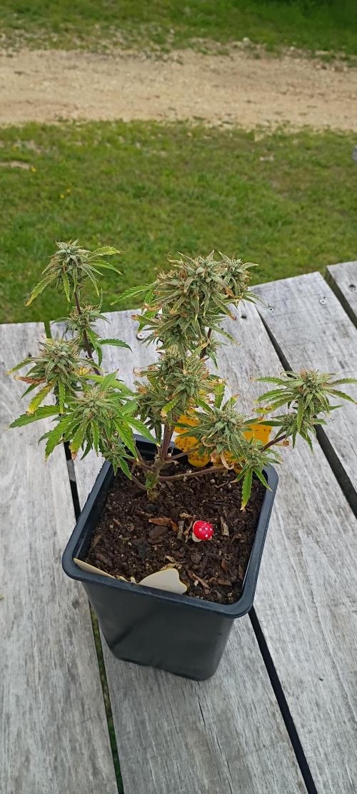 Gorilla glue. Week 10