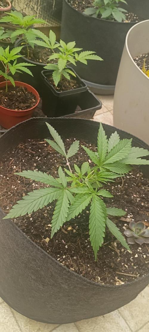 gg bigger better. Week 2