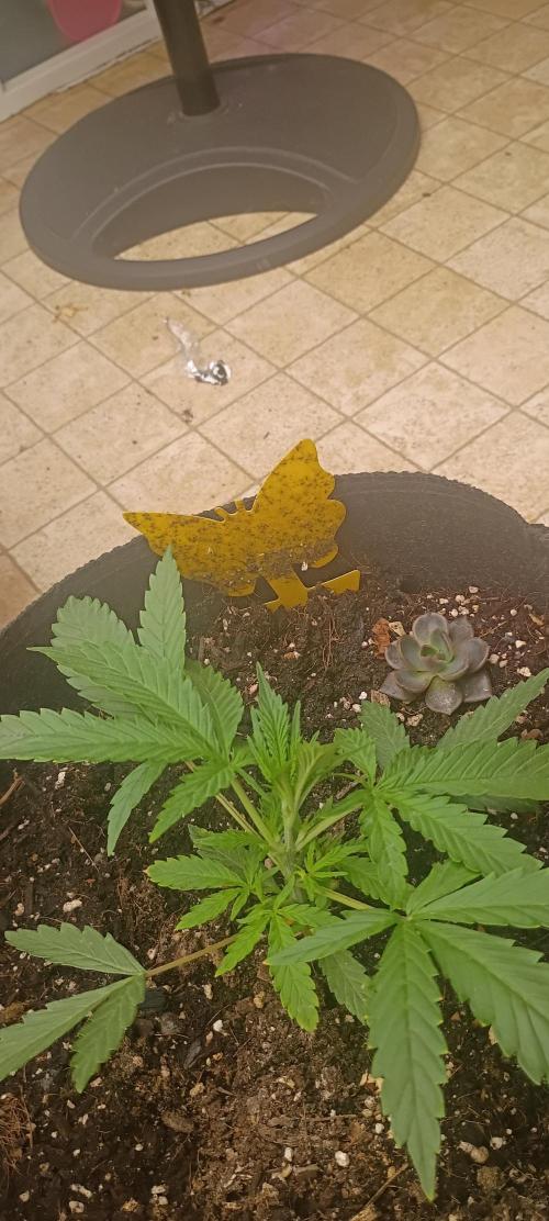 gg bigger better. Week 2