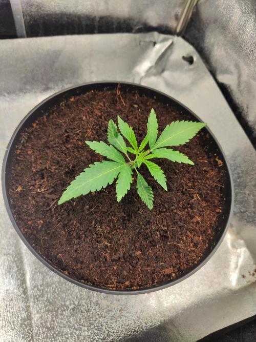 Shkruntzz. Week 1