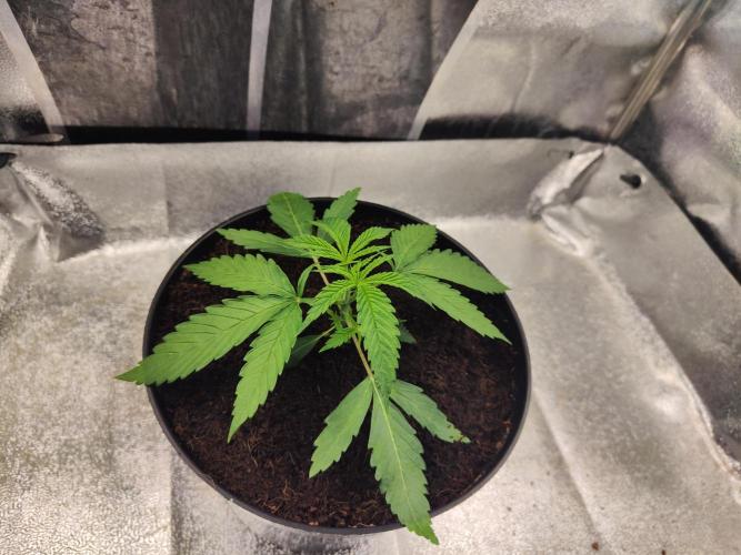 Shkruntzz. Week 2