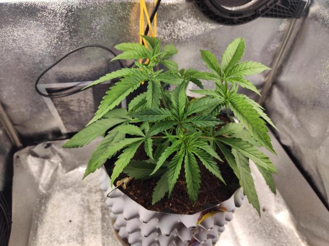 Shkruntzz. Week 3