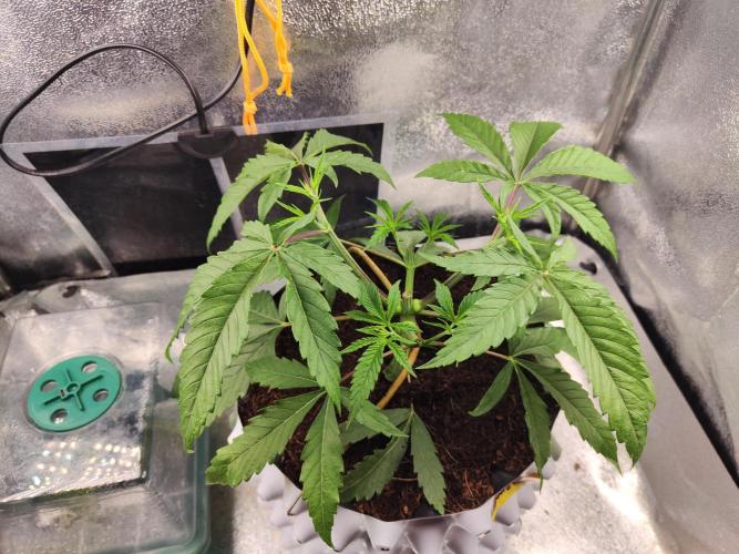 Shkruntzz. Week 3