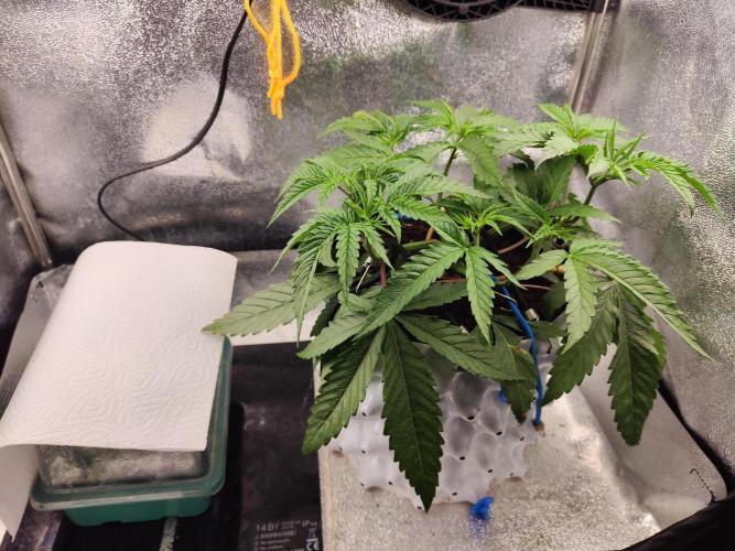 Shkruntzz. Week 4