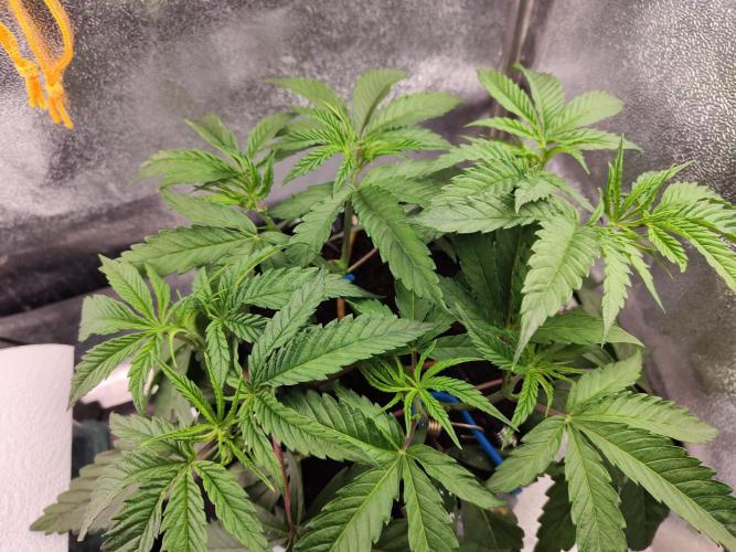 Shkruntzz. Week 4