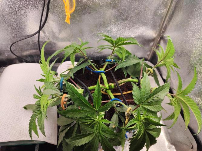 Shkruntzz. Week 4