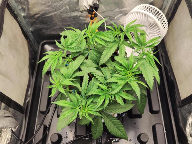 Shkruntzz. Week 4