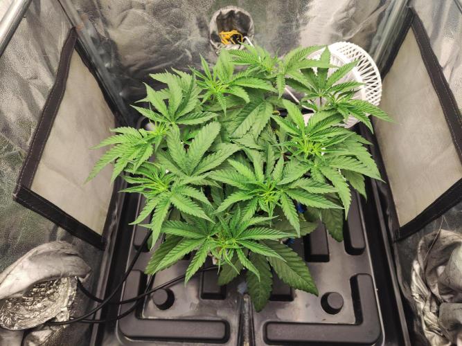 Shkruntzz. Week 4