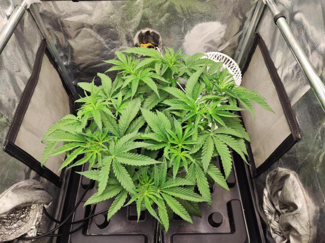 Shkruntzz. Week 5
