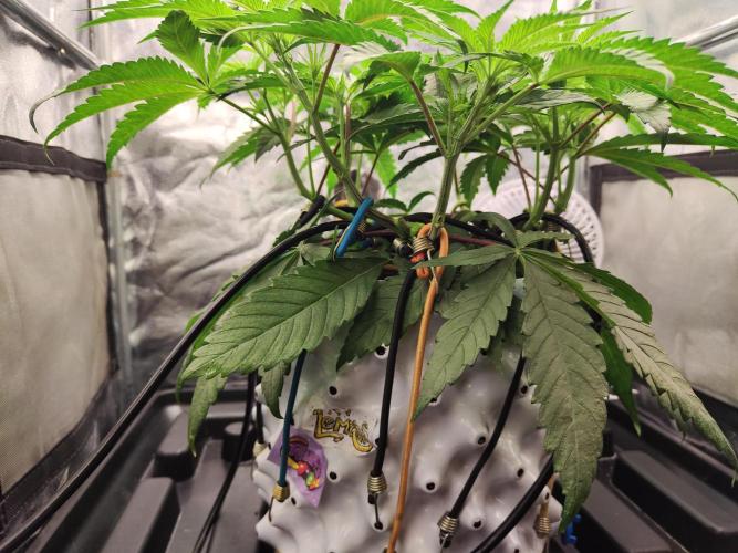Shkruntzz. Week 5