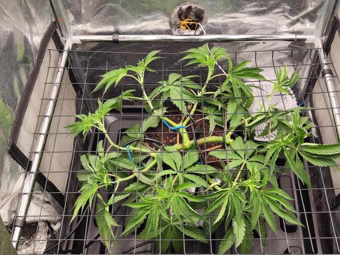 Shkruntzz. Week 5 - Растянул и обрезал в последний раз, дня через 4 переведу на цветение.