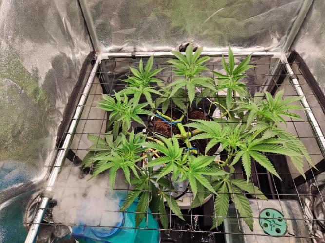 Shkruntzz. Week 5