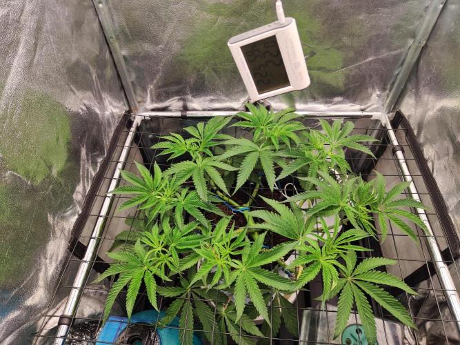 Shkruntzz. Week 5