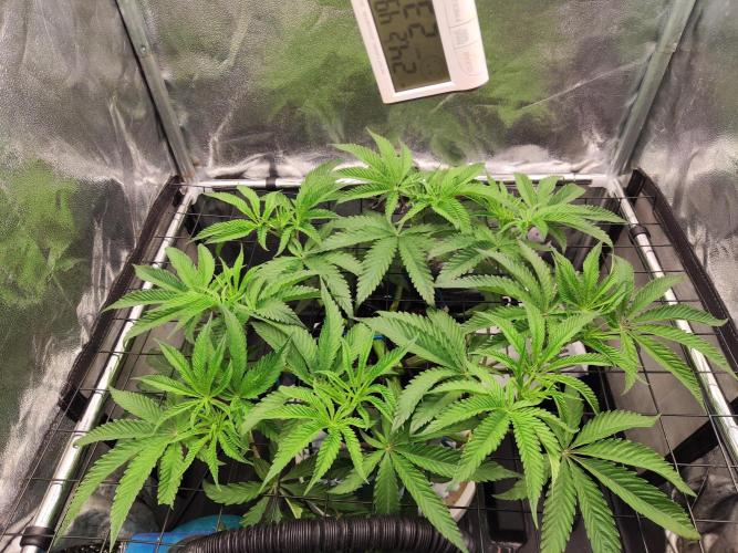 Shkruntzz. Week 6