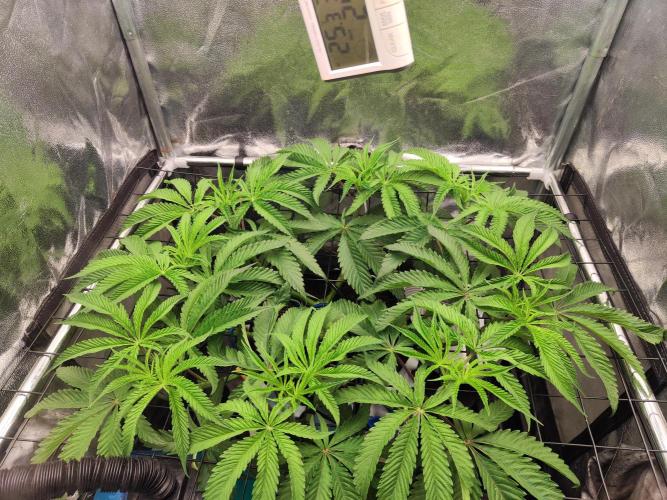 Shkruntzz. Week 6