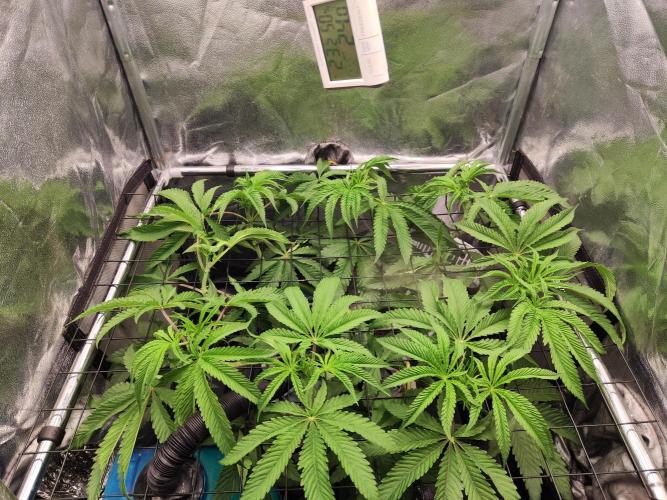 Shkruntzz. Week 6