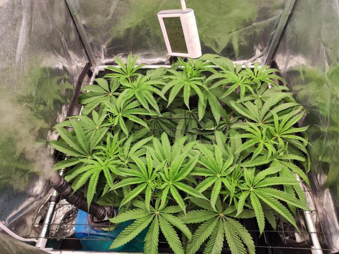 Shkruntzz. Week 6