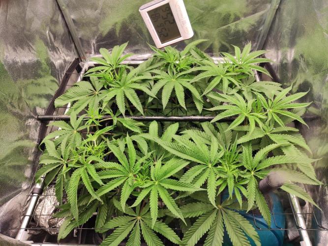 Shkruntzz. Week 7