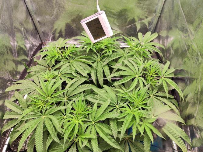 Shkruntzz. Week 7