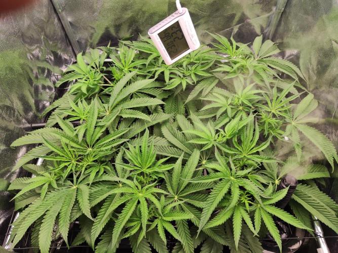 Shkruntzz. Week 7