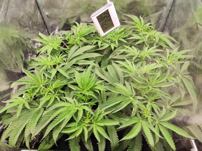 Shkruntzz. Week 7