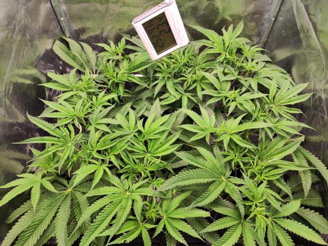 Shkruntzz. Week 7