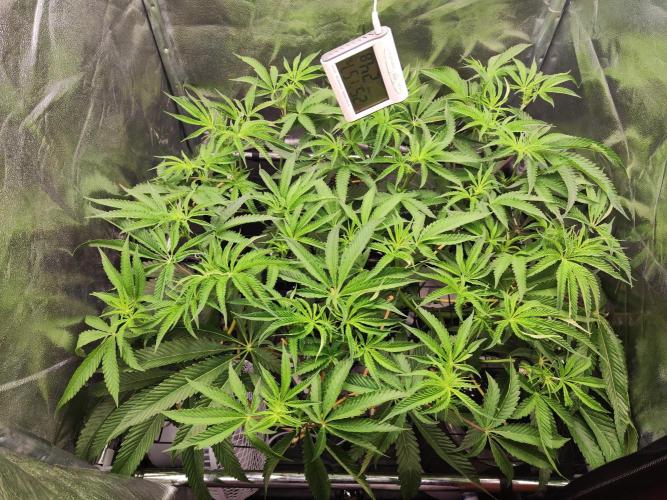 Shkruntzz. Week 8