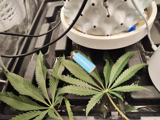 Shkruntzz. Week 8