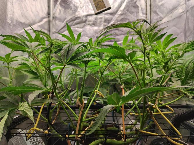 Shkruntzz. Week 8