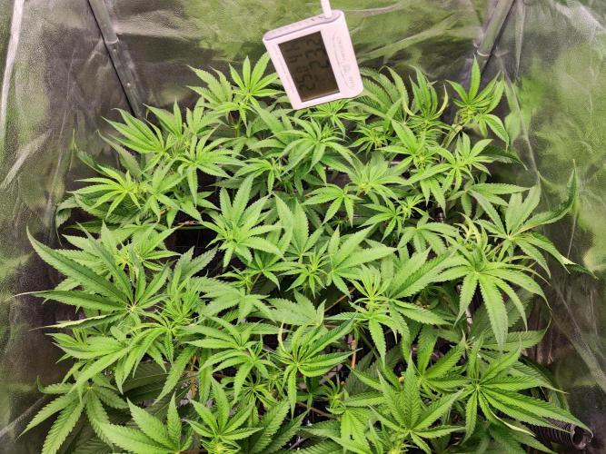 Shkruntzz. Week 8