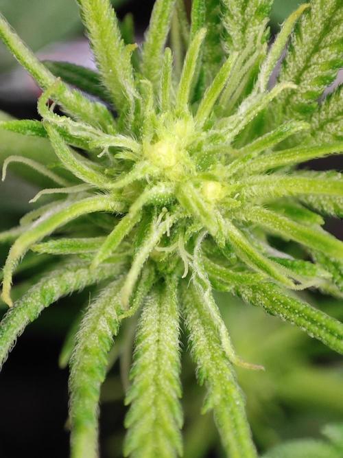 Shkruntzz. Week 8