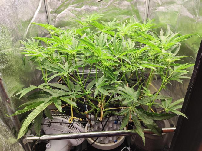 Shkruntzz. Week 8