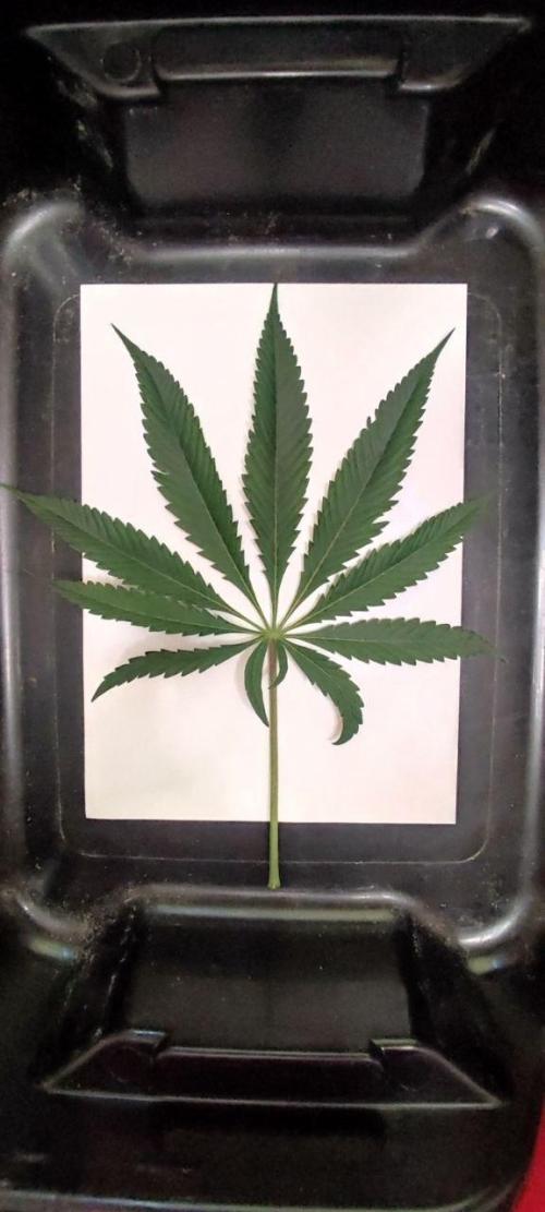 Shkruntzz. Week 8