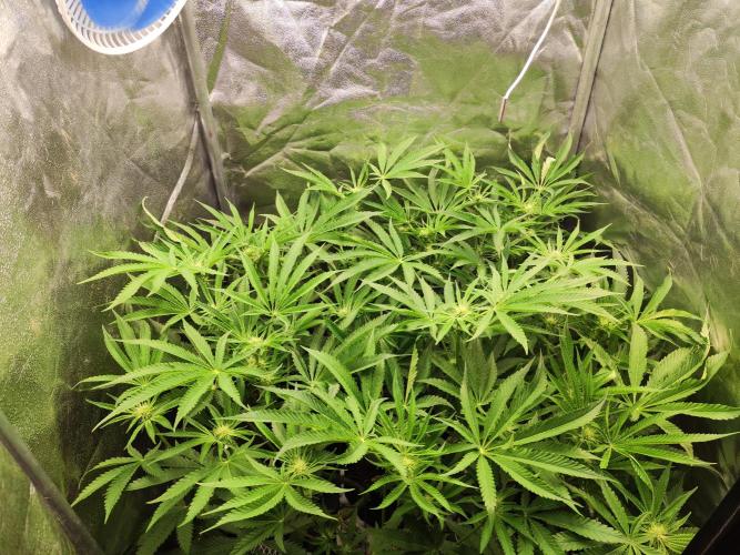 Shkruntzz. Week 9